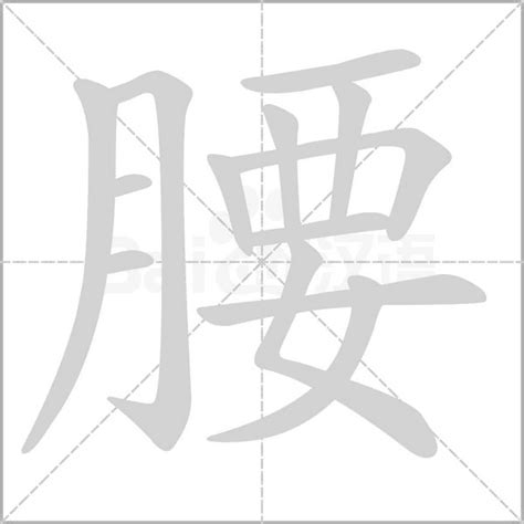 腰的造詞|腰字的意思